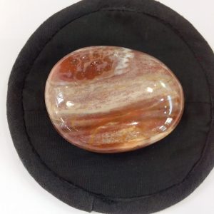 Galet bois fossile