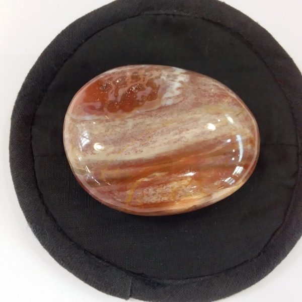 galet bois fossile