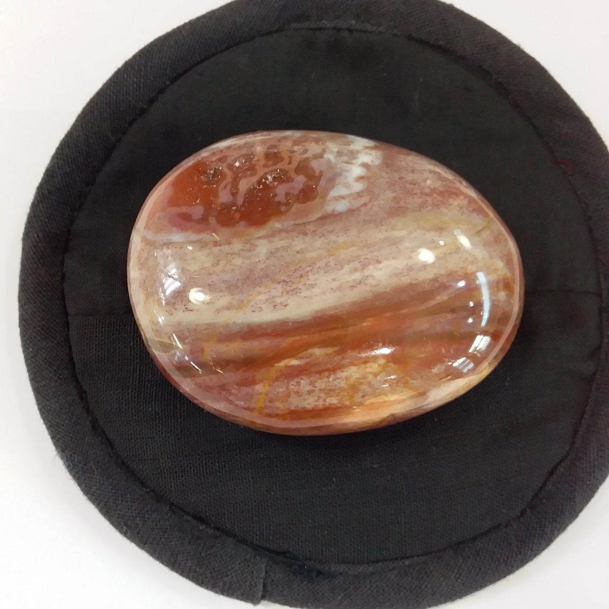 galet bois fossile