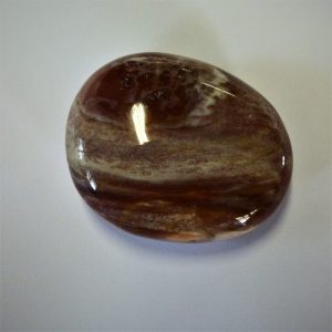 Galet bois fossile